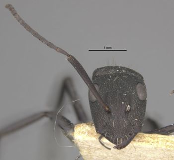 Media type: image;   Entomology 22840 Aspect: head frontal view